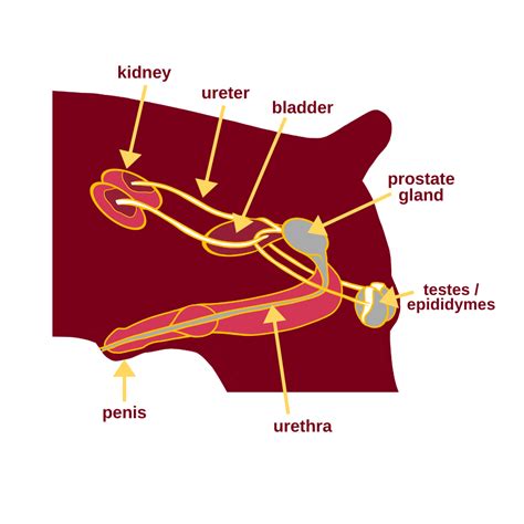 Canine reproduction